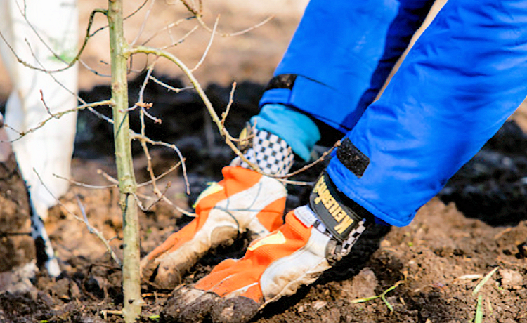 illustratie handen in aarde